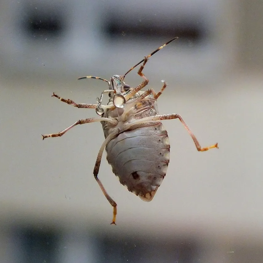 LÁSER DE ABDOMEN