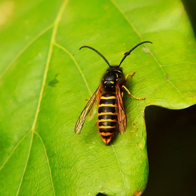 LÁSER DE ABDOMEN